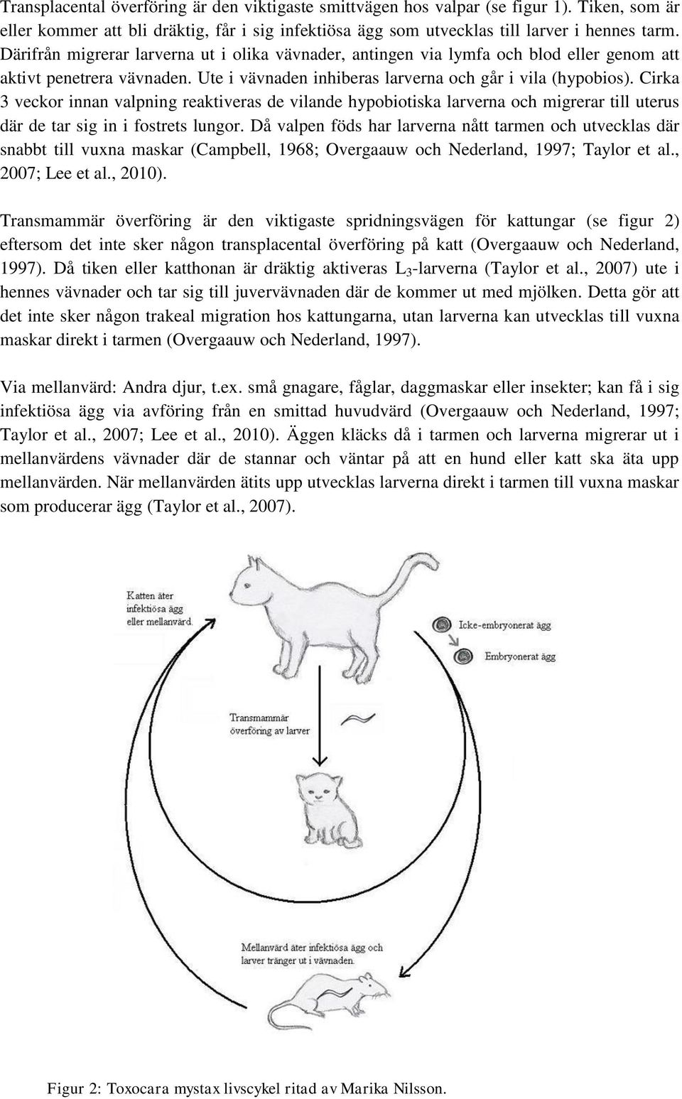 Cirka 3 veckor innan valpning reaktiveras de vilande hypobiotiska larverna och migrerar till uterus där de tar sig in i fostrets lungor.