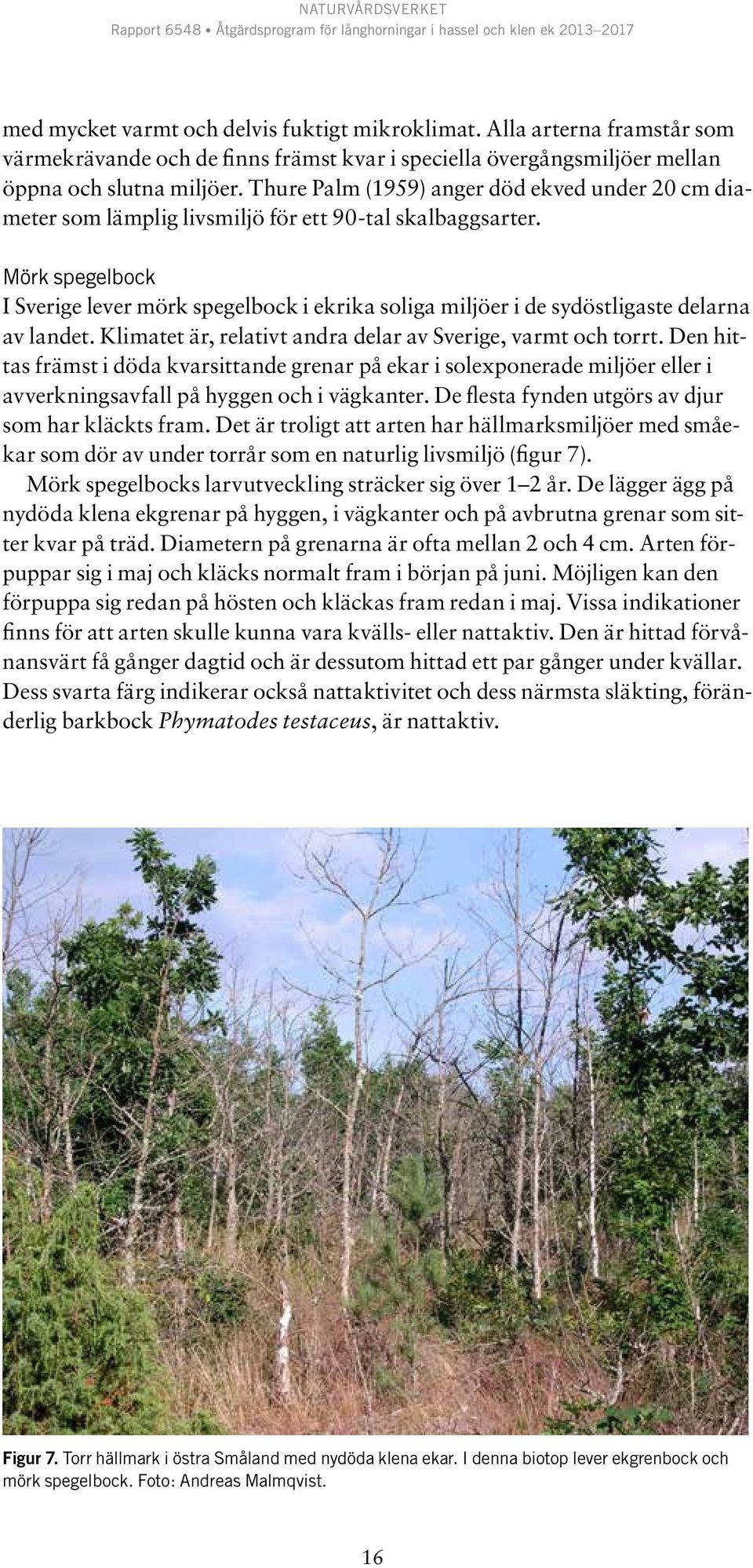 Mörk spegelbock I Sverige lever mörk spegelbock i ekrika soliga miljöer i de sydöstligaste delarna av landet. Klimatet är, relativt andra delar av Sverige, varmt och torrt.