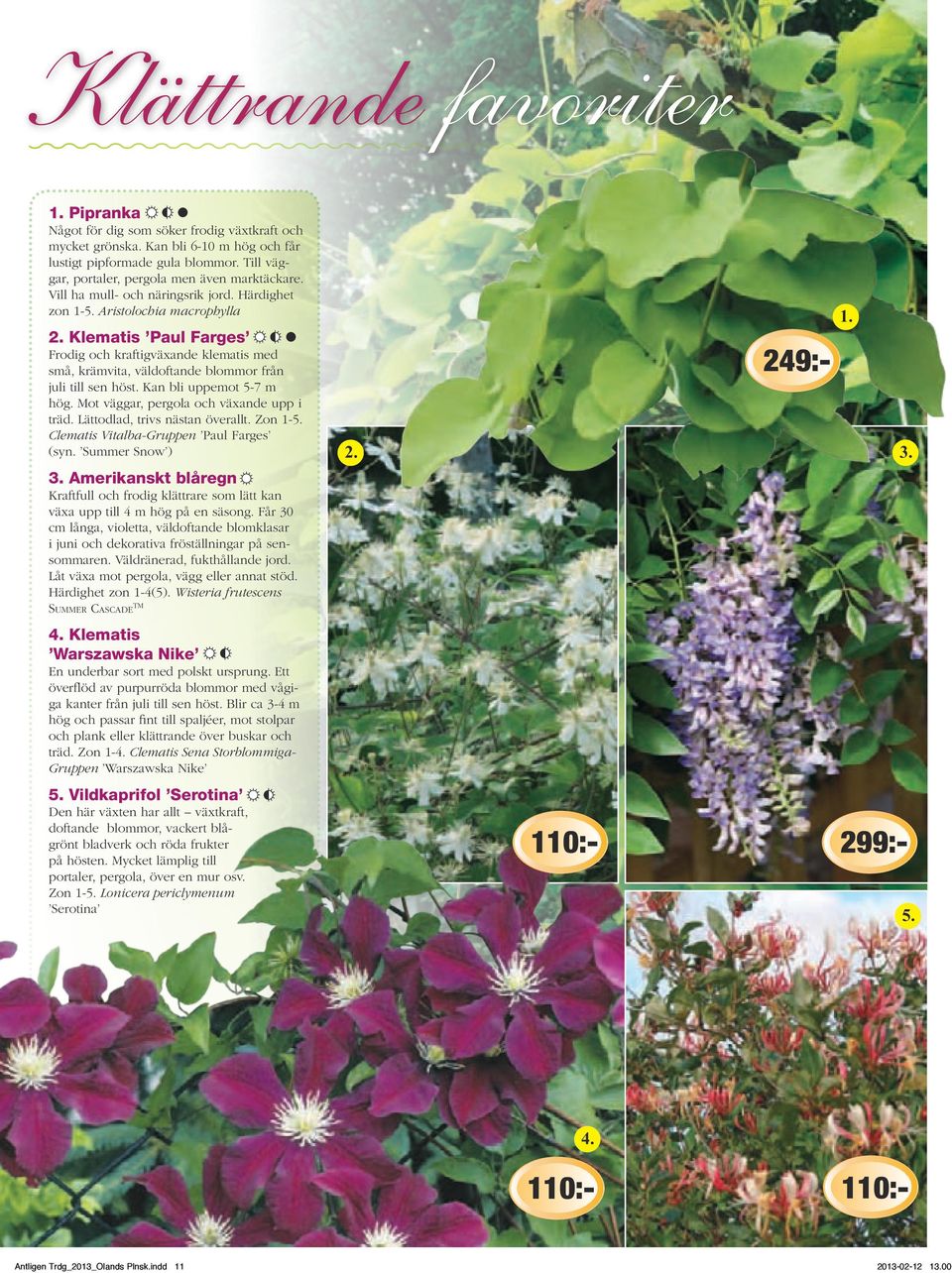 Härdighet zon 1- Aristolochia macrophylla Klematis Paul Farges Frodig och kraftigväxande klematis med små, krämvita, väldoftande blommor från juli till sen höst. Kan bli uppemot 5-7 m hög.