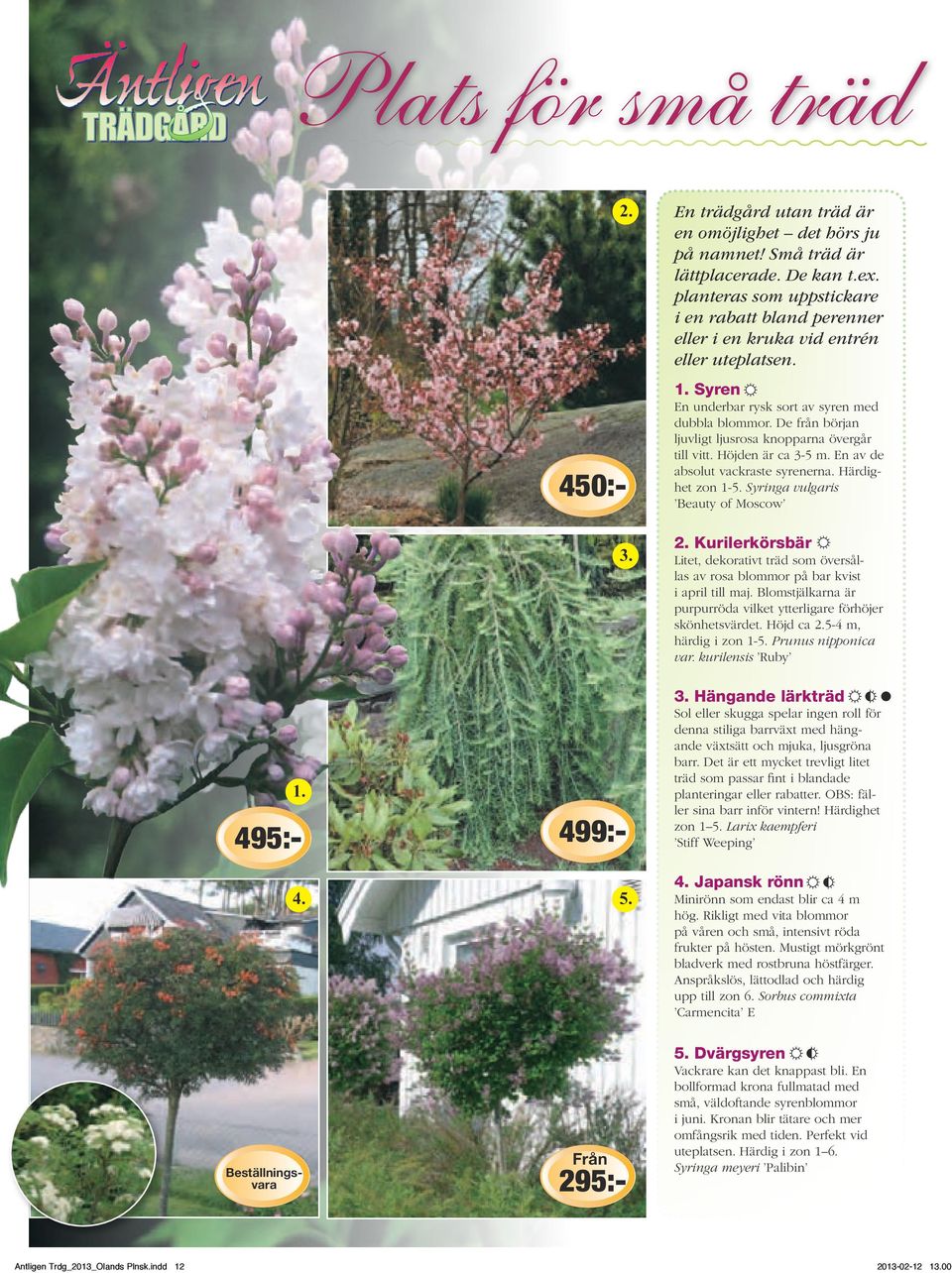 De från början ljuvligt ljusrosa knopparna övergår till vitt. Höjden är ca 3-5 m. En av de absolut vackraste syrenerna.