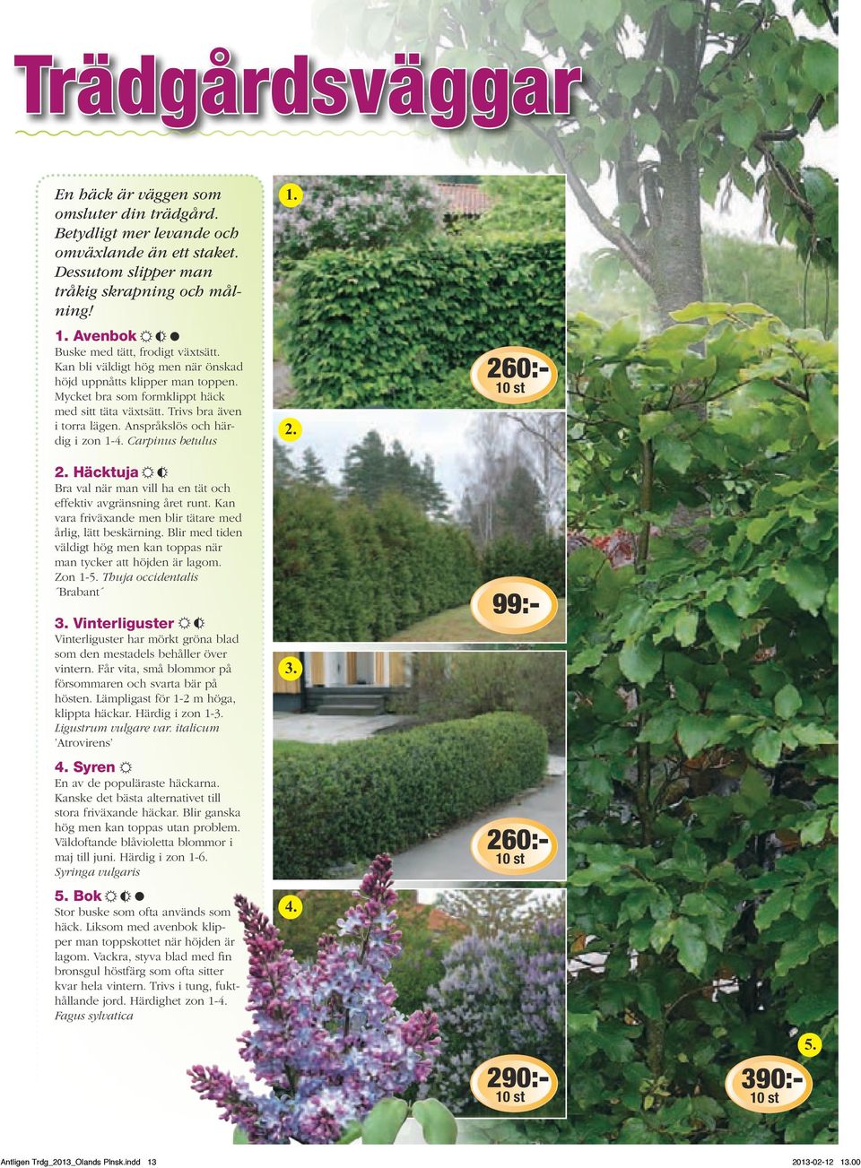 Anspråkslös och härdig i zon 1-4. Carpinus betulus Häcktuja Bra val när man vill ha en tät och effektiv avgränsning året runt. Kan vara friväxande men blir tätare med årlig, lätt beskärning.
