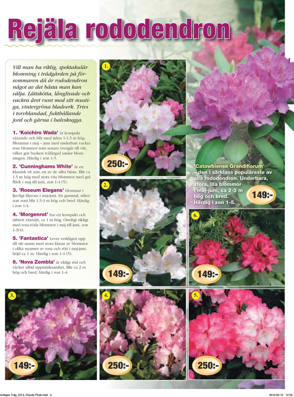 Koichiro Wada är kompakt växande och blir med tiden 1-1,5 m hög. Blommar i maj juni med underbart vackra rosa blommor som senare övergår till vitt, vilket gör busken tvåfärgad under blomningen.