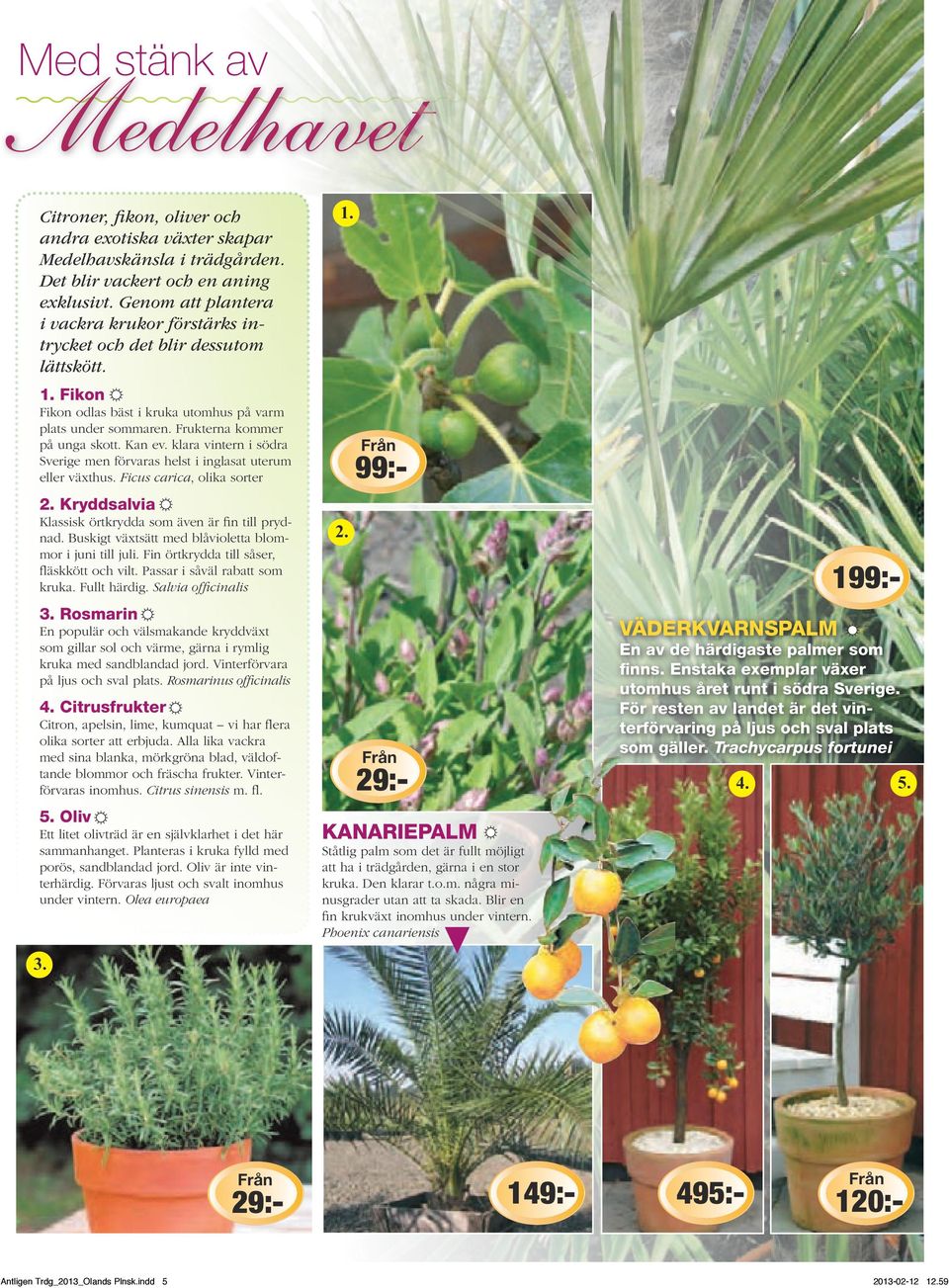 klara vintern i södra Sverige men förvaras helst i inglasat uterum eller växthus. Ficus carica, olika sorter Kryddsalvia Klassisk örtkrydda som även är fin till prydnad.