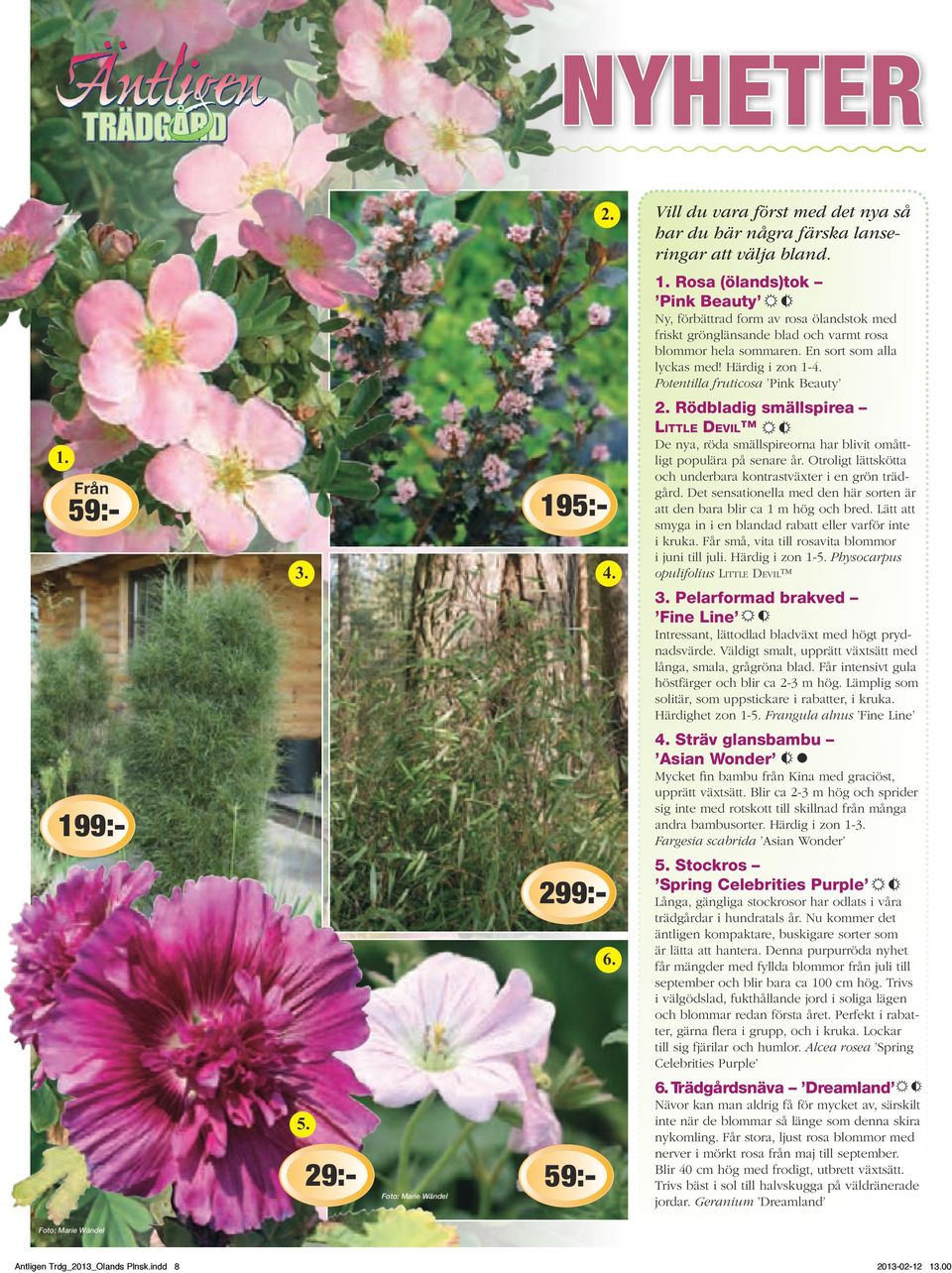 Potentilla fruticosa Pink Beauty Rödbladig smällspirea Little Devil De nya, röda smällspireorna har blivit omåttligt populära på senare år.