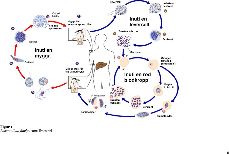 mygga Levern Merozoiter Omogen trofozoit (ring-stadiet) Mygga äter, får i sig gametocyter Inuti en röd