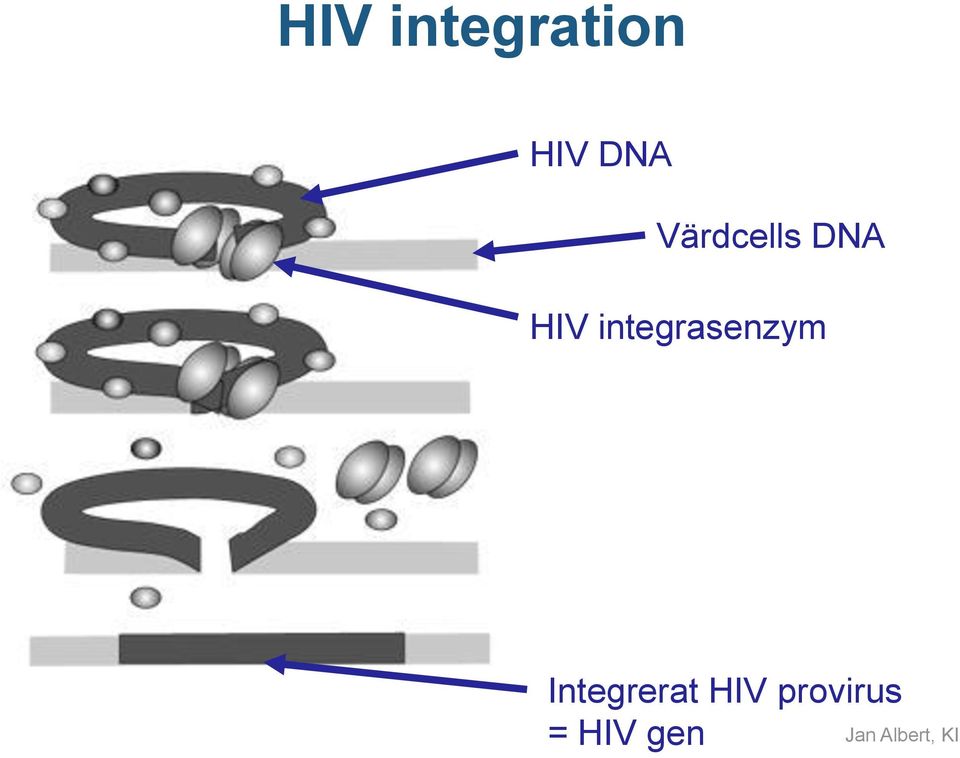 integrasenzym