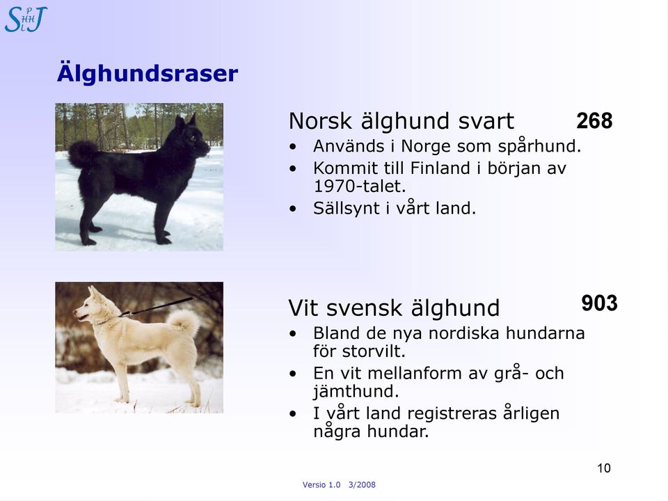 268 Vit svensk älghund 903 Bland de nya nordiska hundarna för storvilt.