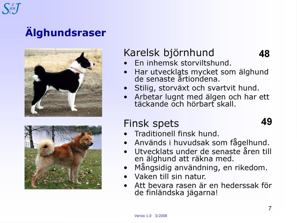 Finsk spets 49 Traditionell finsk hund. Används i huvudsak som fågelhund.