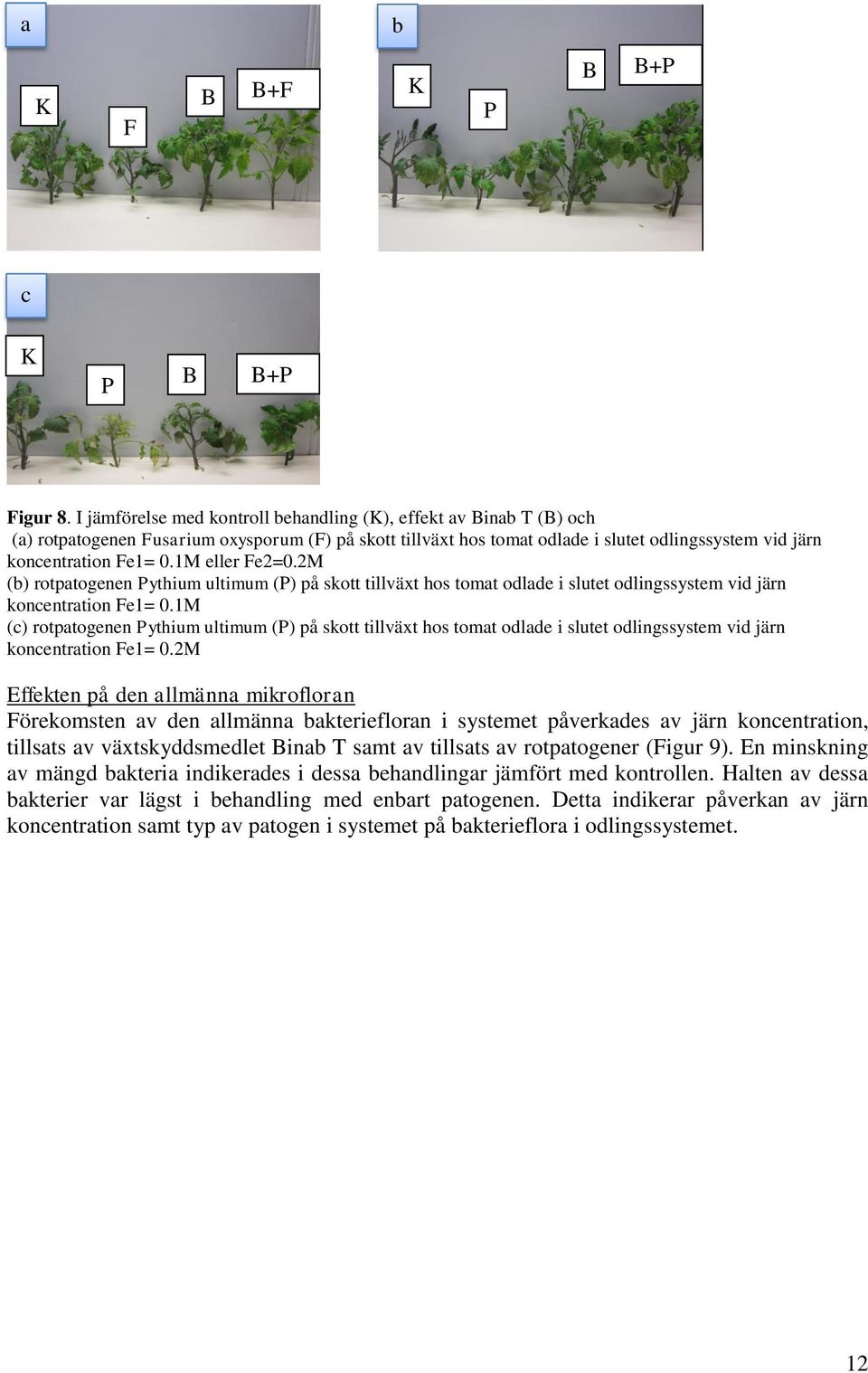 1M eller Fe2=.2M (b) rotpatogenen Pythium ultimum (P) på skott tillväxt hos tomat odlade i slutet odlingssystem vid järn koncentration Fe1=.