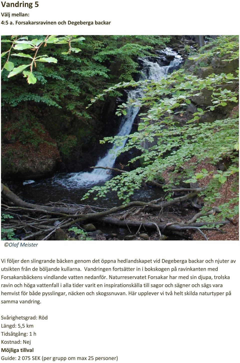 kullarna. Vandringen fortsätter in i bokskogen på ravinkanten med Forsakarsbäckens vindlande vatten nedanför.