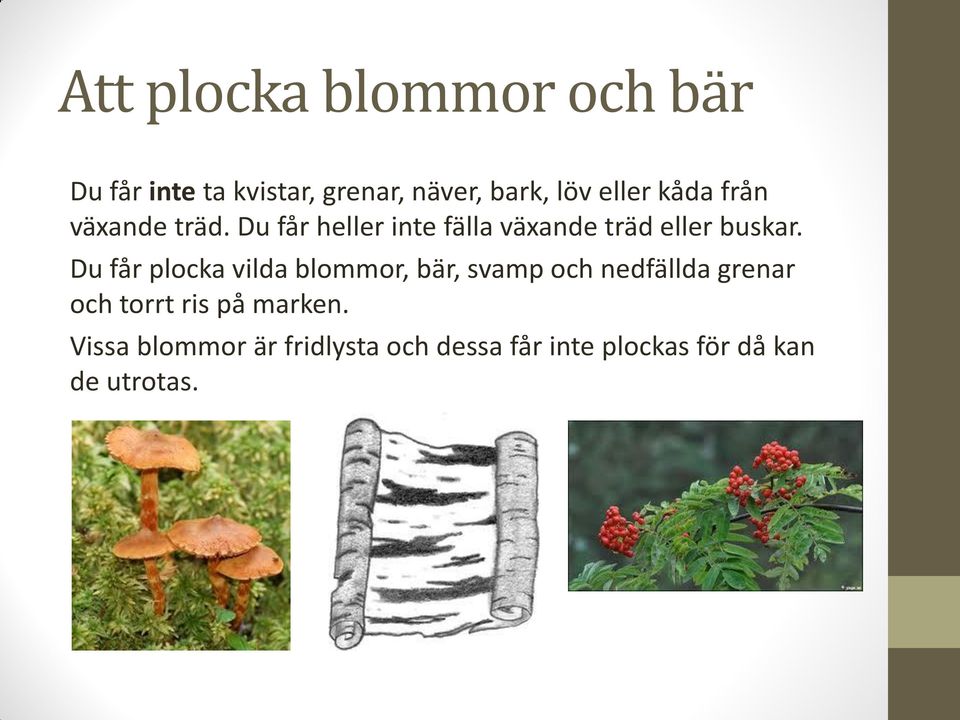 Du får heller inte fälla växande träd eller buskar.