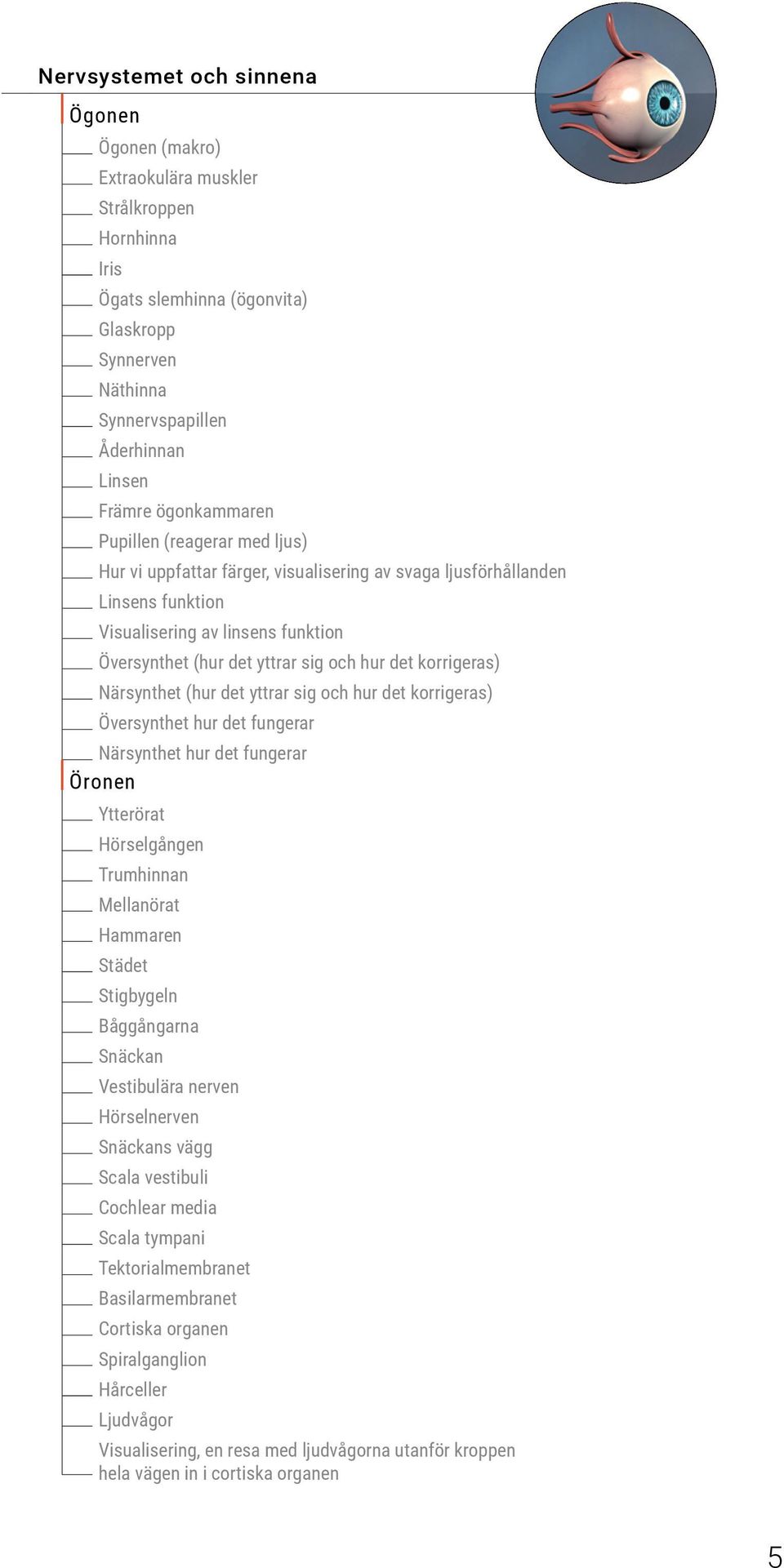 det korrigeras) Närsynthet (hur det yttrar sig och hur det korrigeras) Översynthet hur det fungerar Närsynthet hur det fungerar Öronen Ytterörat Hörselgången Trumhinnan Mellanörat Hammaren Städet