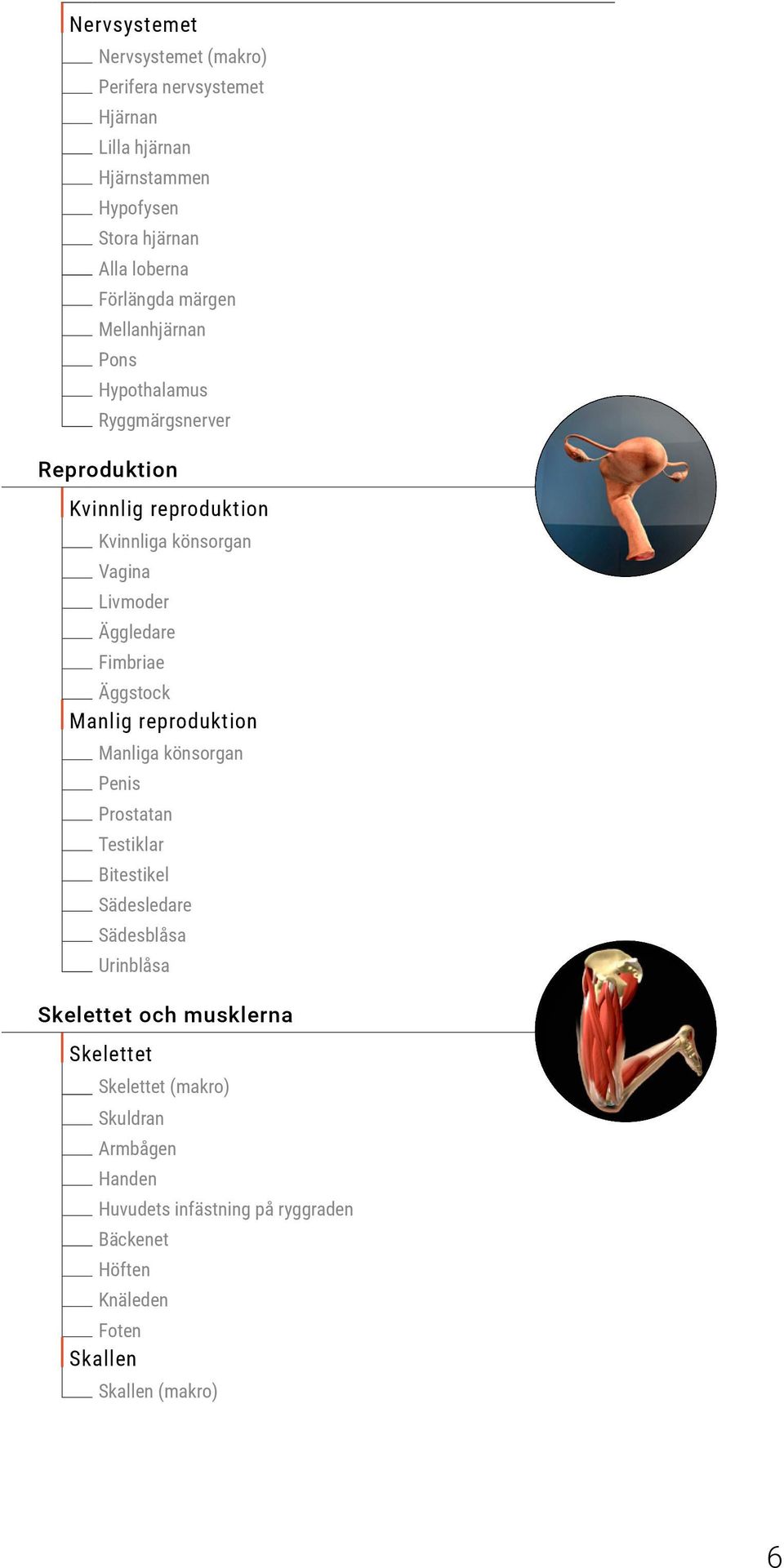 Fimbriae Äggstock Manlig reproduktion Manliga könsorgan Penis Prostatan Testiklar Bitestikel Sädesledare Sädesblåsa Urinblåsa Skelettet och