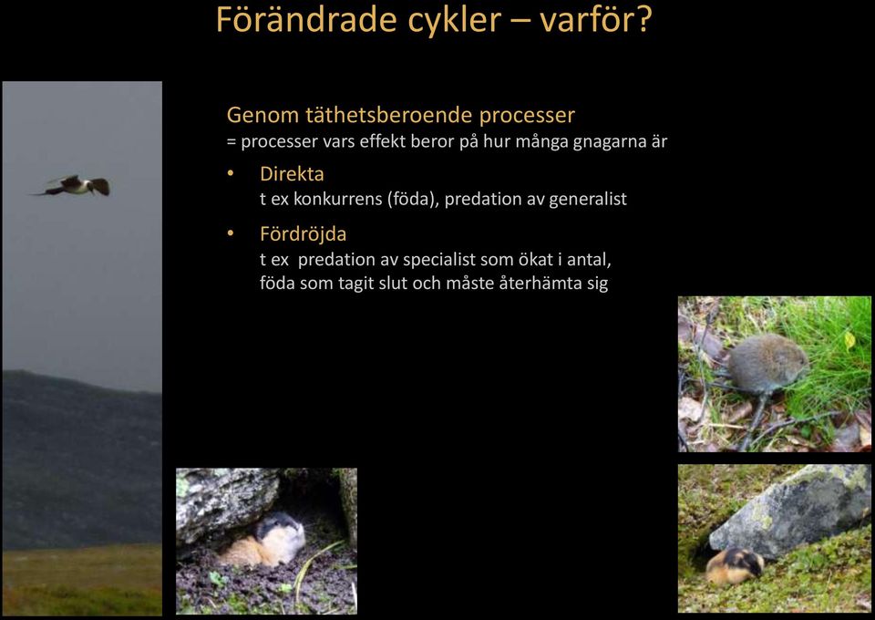 hur många gnagarna är Direkta t ex konkurrens (föda), predation av