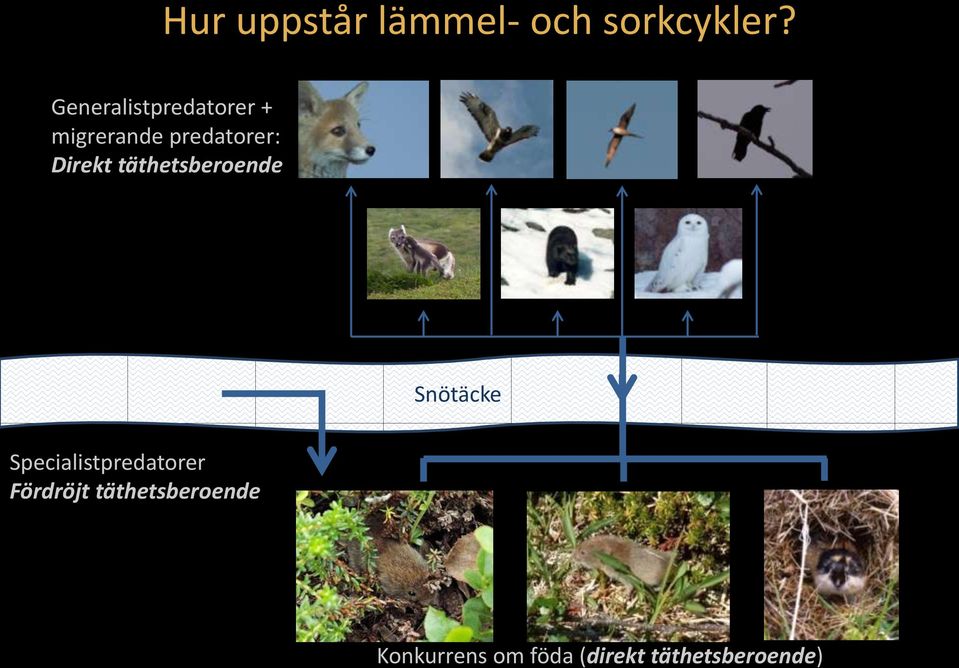 Direkt täthetsberoende Snötäcke