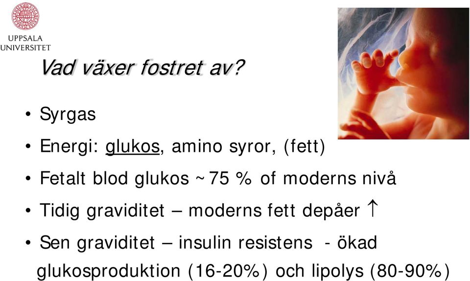 glukos ~75 % of moderns nivå Tidig graviditet moderns