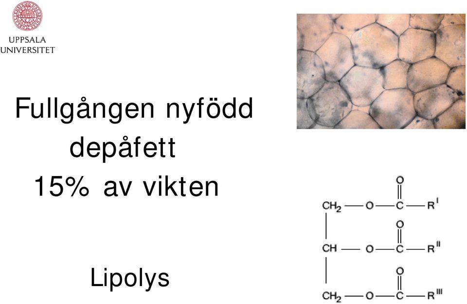 depåfett