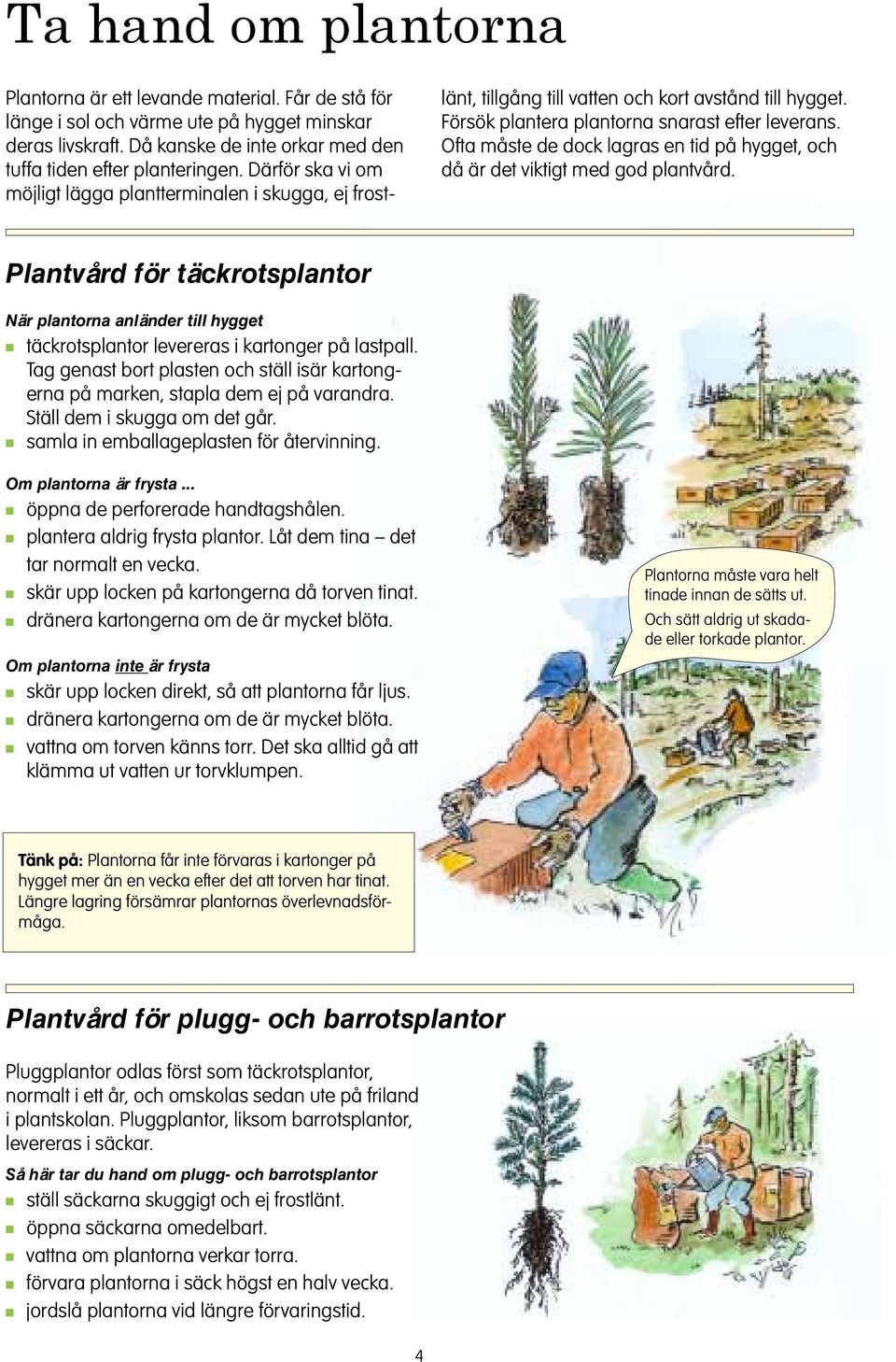 Ofta måste de dock lagras e tid på hygget, och då är det viktigt med god platvård. Platvård för täckrotsplator När platora aläder till hygget täckrotsplator levereras i kartoger på lastpall.