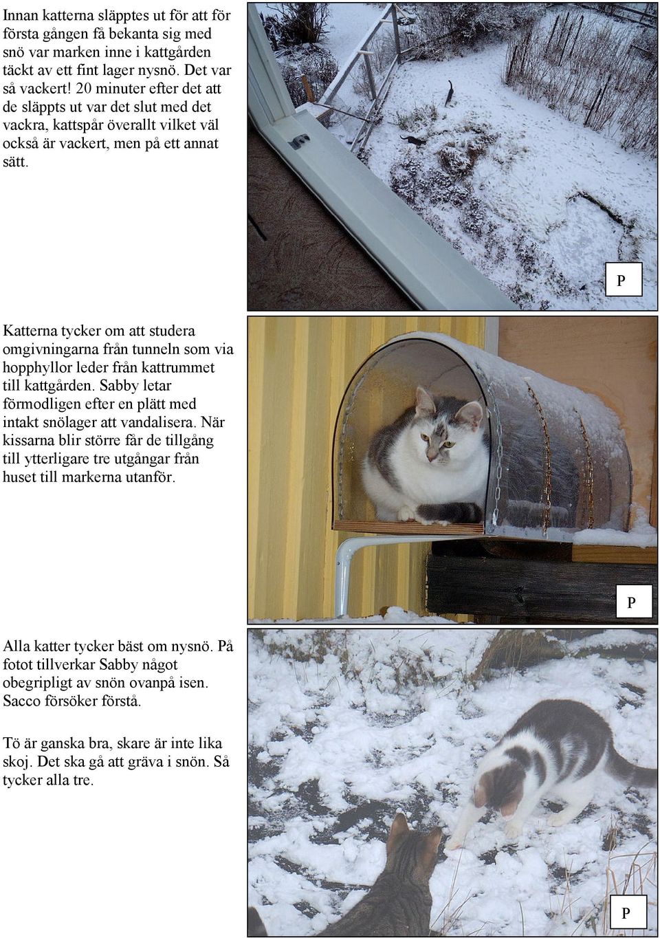 Katterna tycker om att studera omgivningarna från tunneln som via hopphyllor leder från kattrummet till kattgården. Sabby letar förmodligen efter en plätt med intakt snölager att vandalisera.