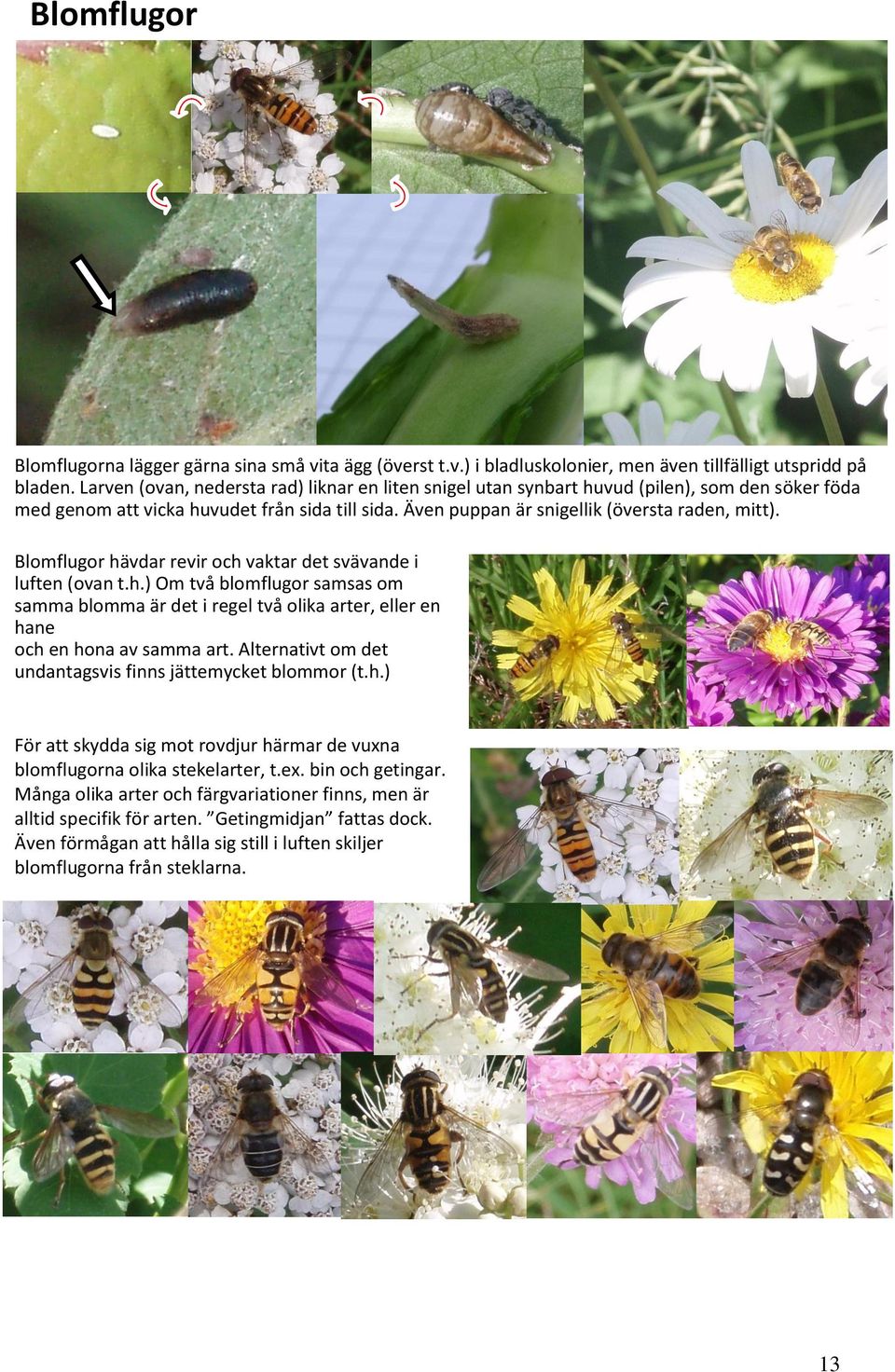 Blomflugor hävdar revir och vaktar det svävande i luften (ovan t.h.) Om två blomflugor samsas om samma blomma är det i regel två olika arter, eller en hane och en hona av samma art.