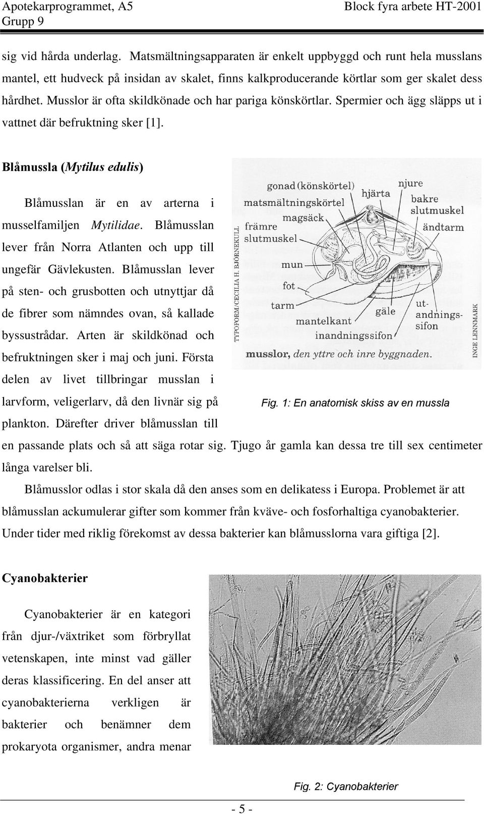 Blåmussla (Mytilus edulis) Blåmusslan är en av arterna i musselfamiljen Mytilidae. Blåmusslan lever från Norra Atlanten och upp till ungefär Gävlekusten.