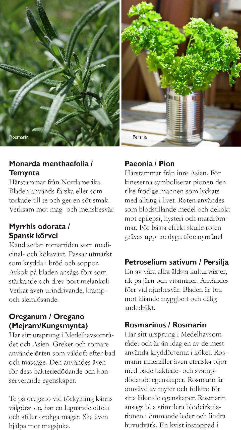 Verkar även urindrivande, krampoch slemlösande. Oreganum / Oregano (Mejram/Kungsmynta) Har sitt ursprung i Medelhavsområdet och Asien.