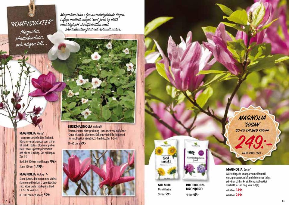 Växer upprätt pyramidalt och blir ca 2 m hög. Ska ej klippas. Zon 1-3. Busk 80-100 cm med knopp 799:- Stam 120 cm 1.499:- MAGNOLIA Galaxy > Stora ljusrosa blommor med violett skimmer på bar kvist.