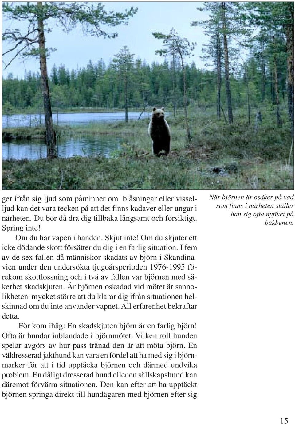 I fem av de sex fallen då människor skadats av björn i Skandinavien under den undersökta tjugoårsperioden 1976-1995 förekom skottlossning och i två av fallen var björnen med säkerhet skadskjuten.