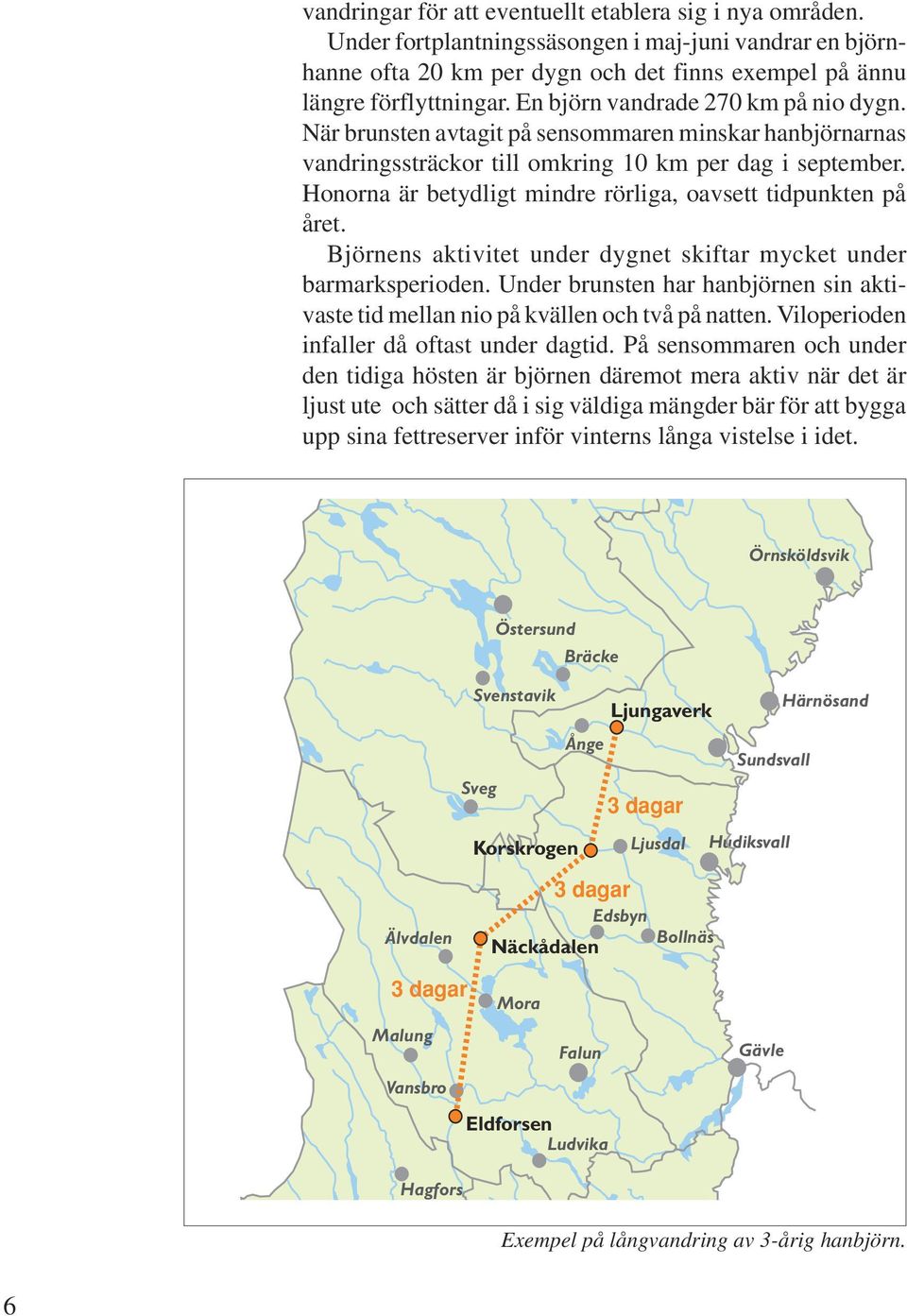 Honorna är betydligt mindre rörliga, oavsett tidpunkten på året. Björnens aktivitet under dygnet skiftar mycket under barmarksperioden.