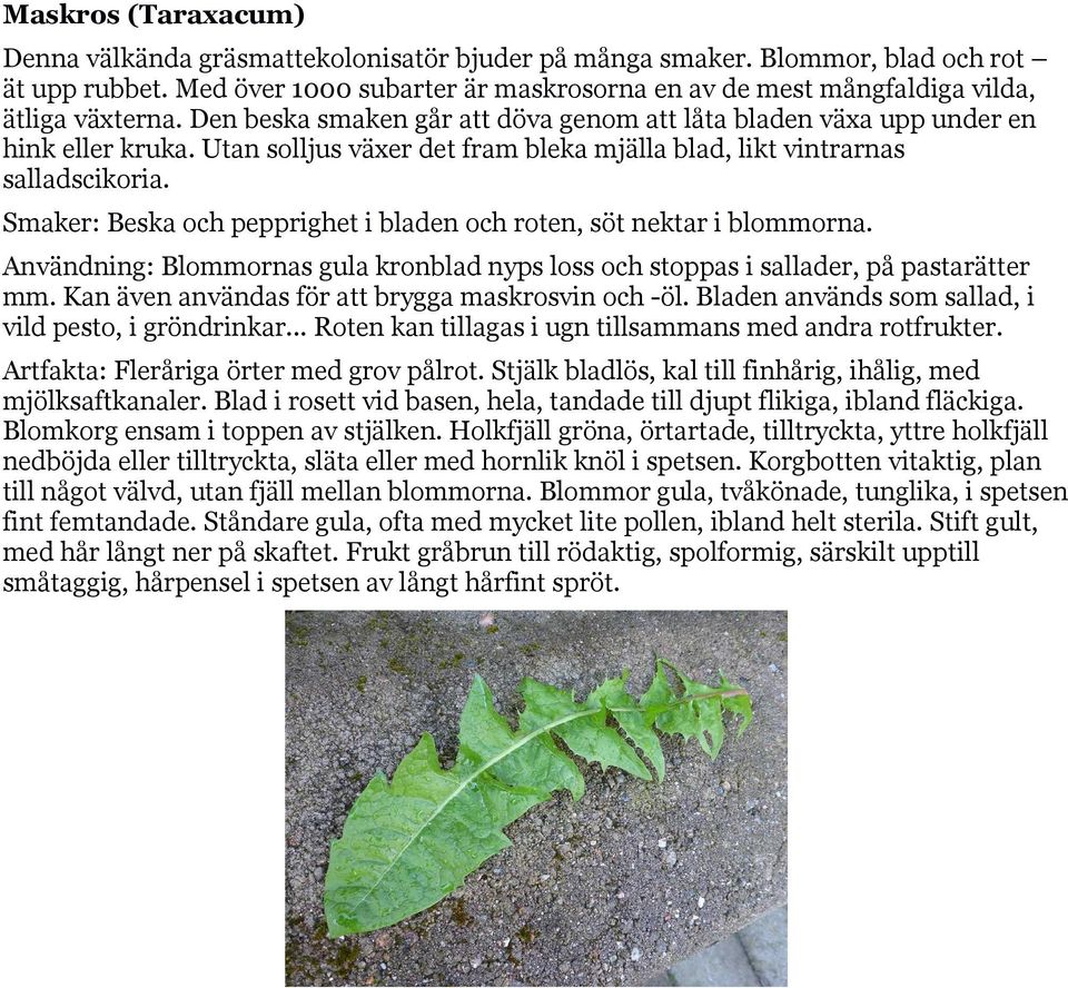 Utan solljus växer det fram bleka mjälla blad, likt vintrarnas salladscikoria. Smaker: Beska och pepprighet i bladen och roten, söt nektar i blommorna.