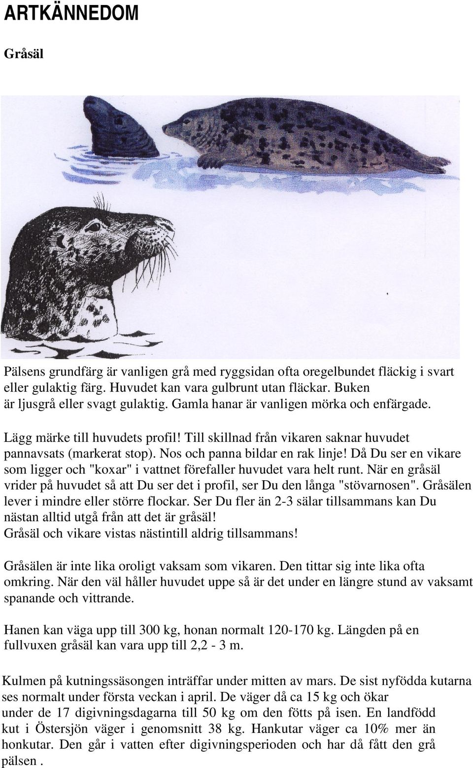 Då Du ser en vikare som ligger och "koxar" i vattnet förefaller huvudet vara helt runt. När en gråsäl vrider på huvudet så att Du ser det i profil, ser Du den långa "stövarnosen".