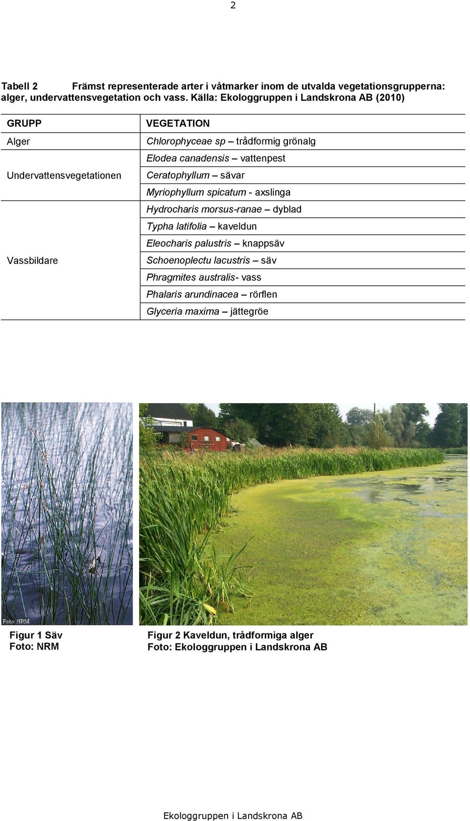 Ceratophyllum sävar Myriophyllum spicatum - axslinga Hydrocharis morsus-ranae dyblad Typha latifolia kaveldun Eleocharis palustris knappsäv