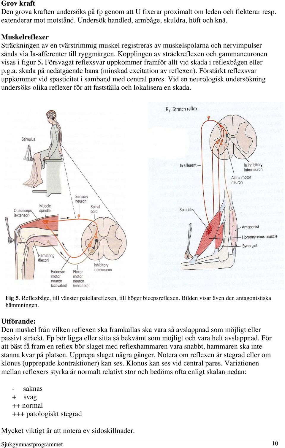 Kopplingen av sträckreflexen och gammaneuronen visas i figur 5. Försvagat reflexsvar uppkommer framför allt vid skada i reflexbågen eller p.g.a. skada på nedåtgående bana (minskad excitation av reflexen).