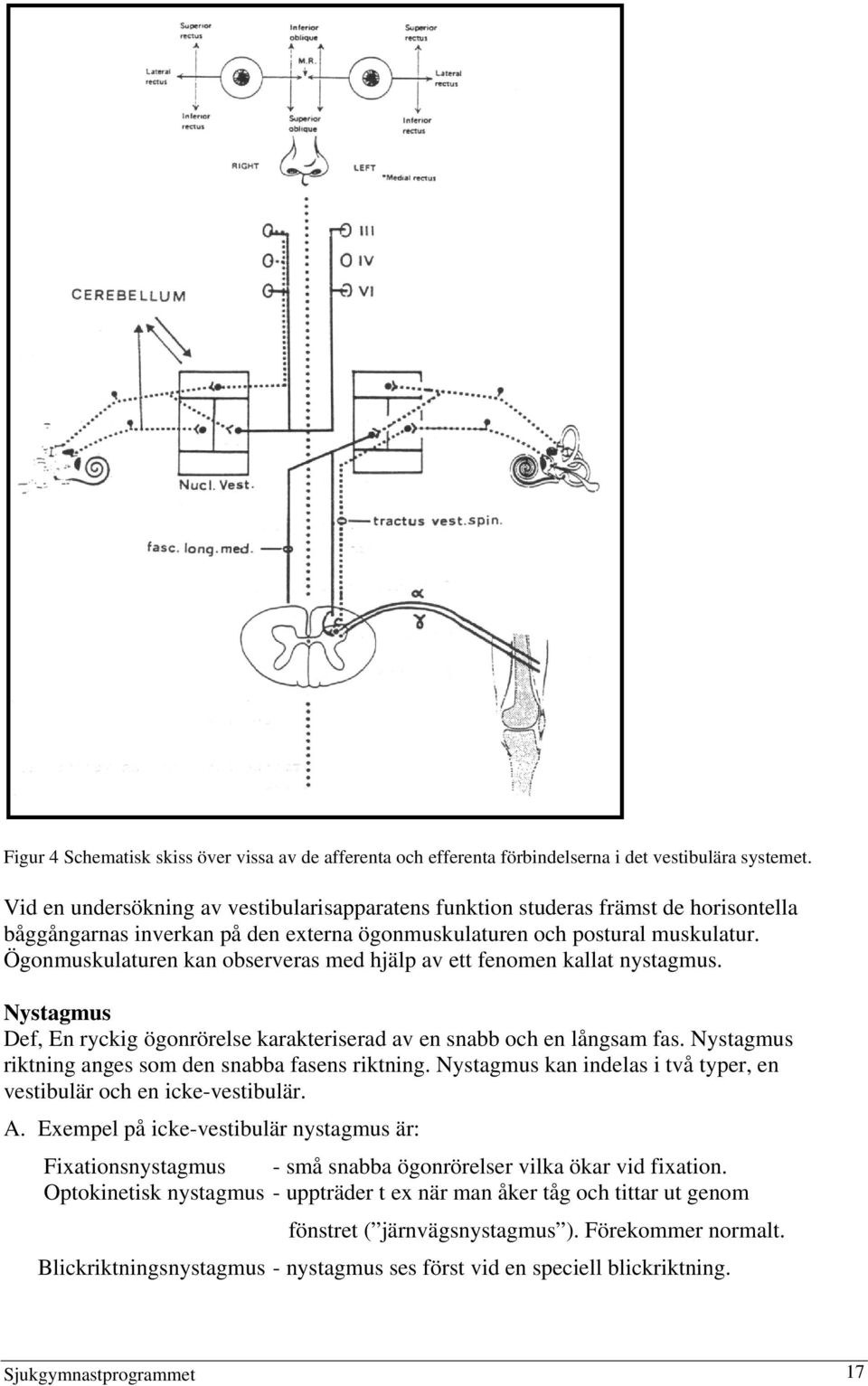 Ögonmuskulaturen kan observeras med hjälp av ett fenomen kallat nystagmus. Nystagmus Def, En ryckig ögonrörelse karakteriserad av en snabb och en långsam fas.