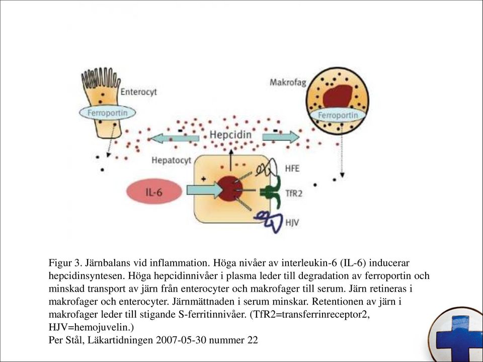 makrofager till serum. Järn retineras i makrofager och enterocyter. Järnmättnaden i serum minskar.
