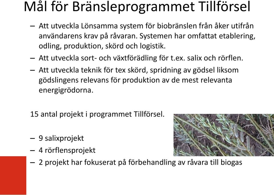 salix och rörflen.