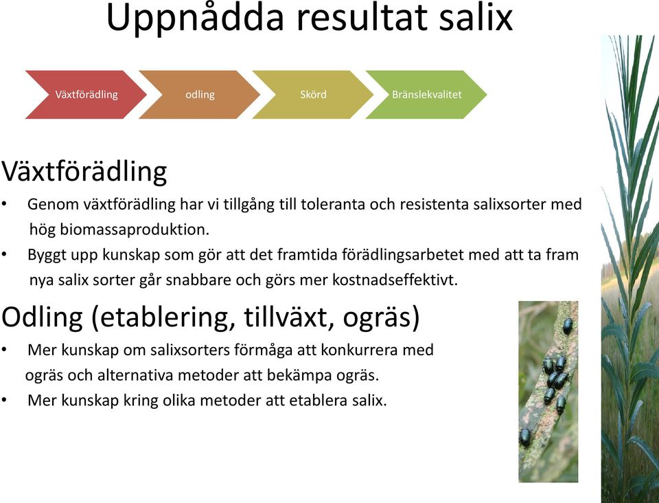 Byggt upp kunskap som gör att det framtida förädlingsarbetet med att ta fram nya salix sorter går snabbare och görs mer