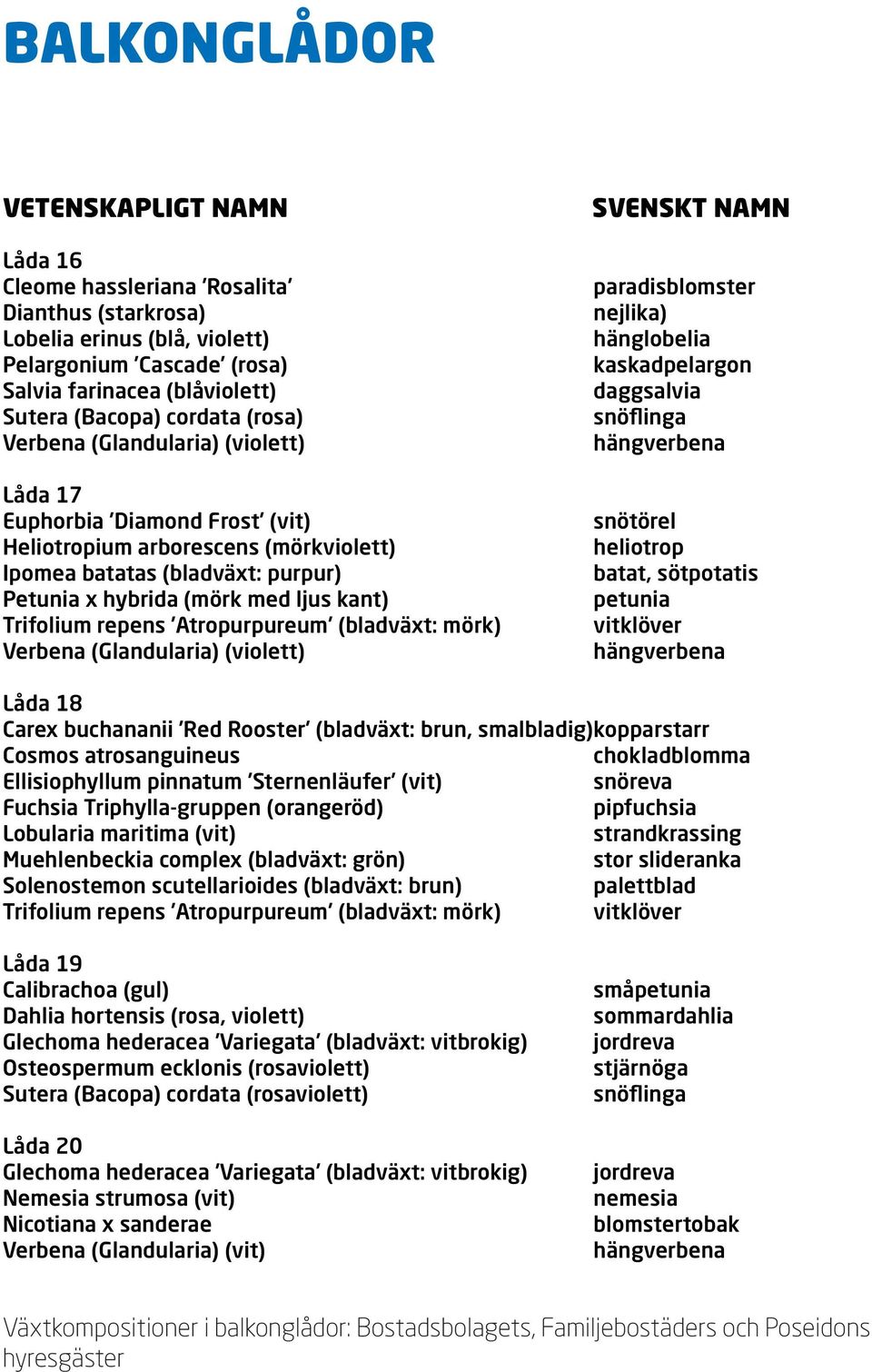 (violett) paradisblomster nejlika) hänglobelia kaskadpelargon daggsalvia hängverbena snötörel heliotrop batat, sötpotatis petunia hängverbena Låda 18 Carex buchananii Red Rooster (bladväxt: brun,