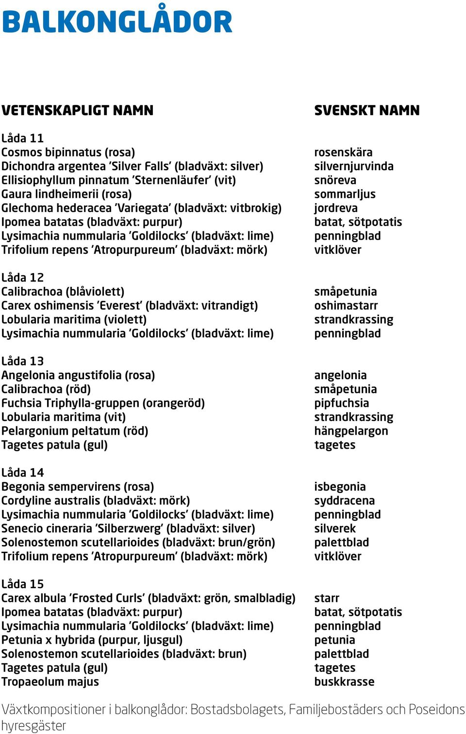 (rosa) Calibrachoa (röd) Fuchsia Triphylla-gruppen (orangeröd) Lobularia maritima (vit) Pelargonium peltatum (röd) Tagetes patula (gul) Låda 14 Begonia sempervirens (rosa) Cordyline australis
