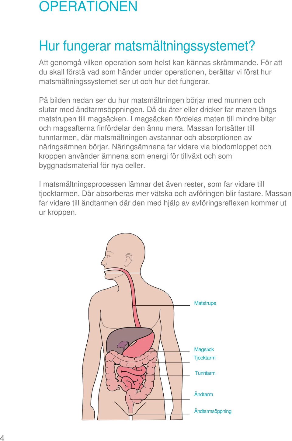 På bilden nedan ser du hur matsmältningen börjar med munnen och slutar med ändtarmsöppningen. Då du äter eller dricker far maten längs matstrupen till magsäcken.