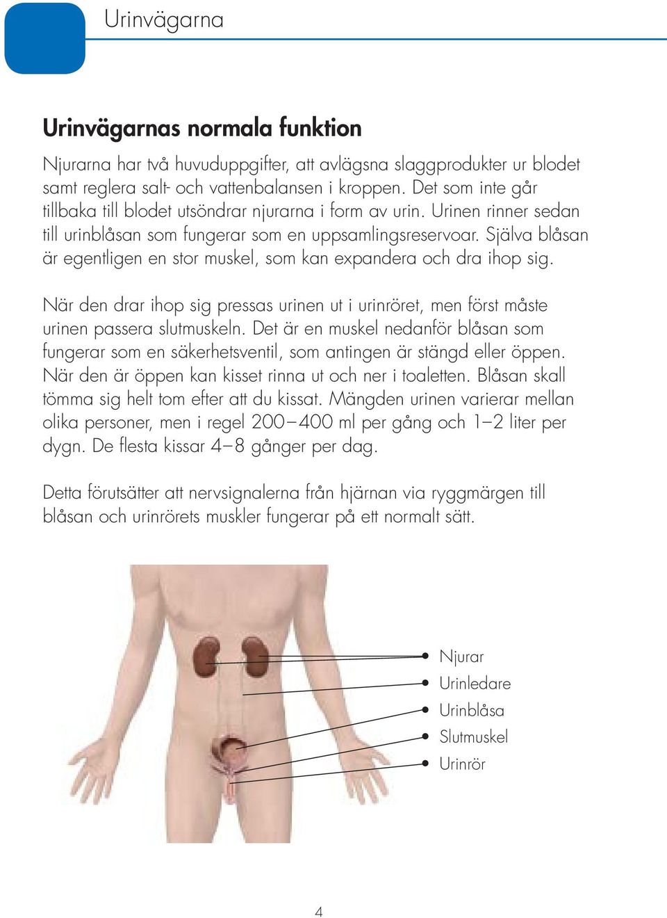 Själva blåsan är egentligen en stor muskel, som kan expandera och dra ihop sig. När den drar ihop sig pressas urinen ut i urinröret, men först måste urinen passera slutmuskeln.