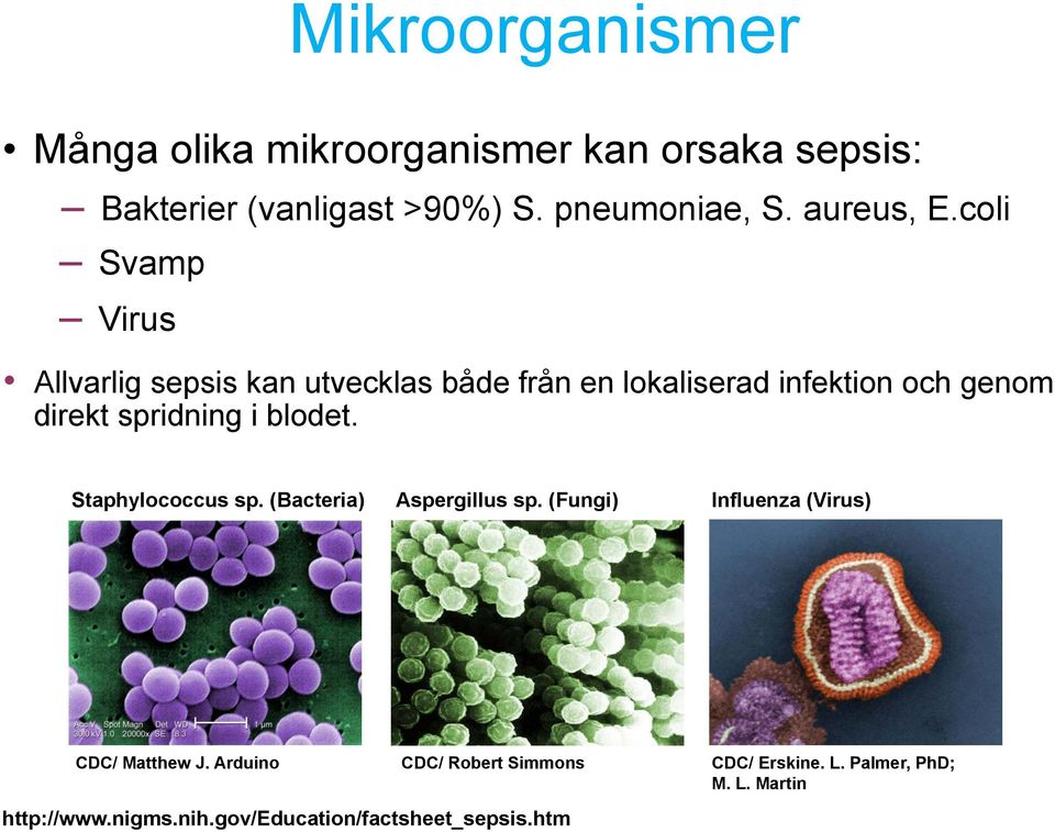 Allvarlig sepsis kan utvecklas både från en lokaliserad infektion och genom direkt spridning i blodet.
