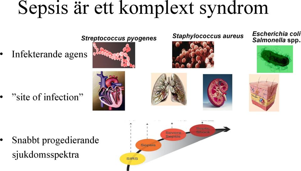 Staphylococcus aureus Escherichia coli