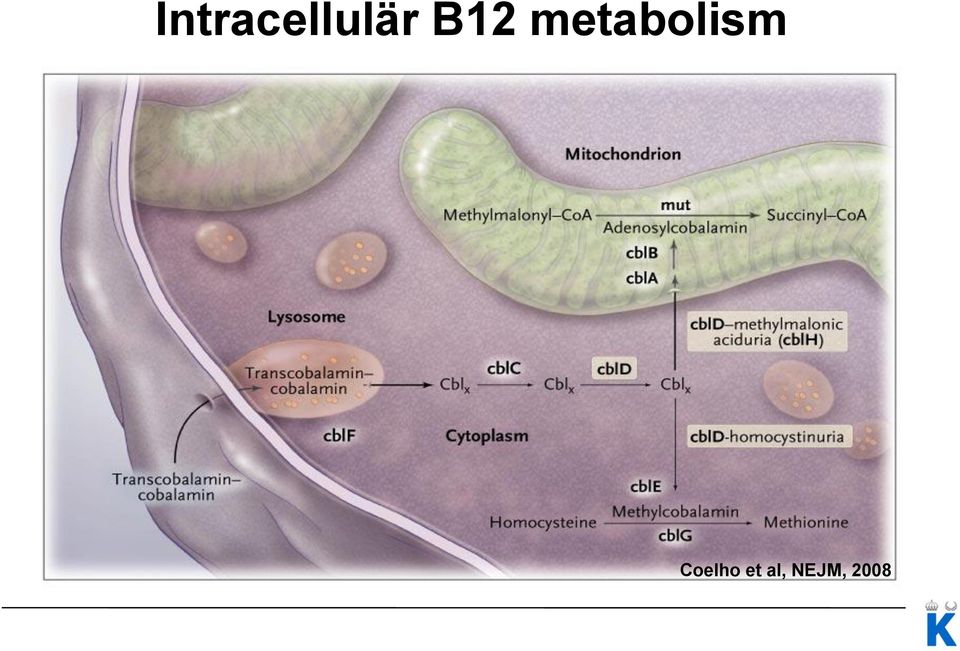 metabolism