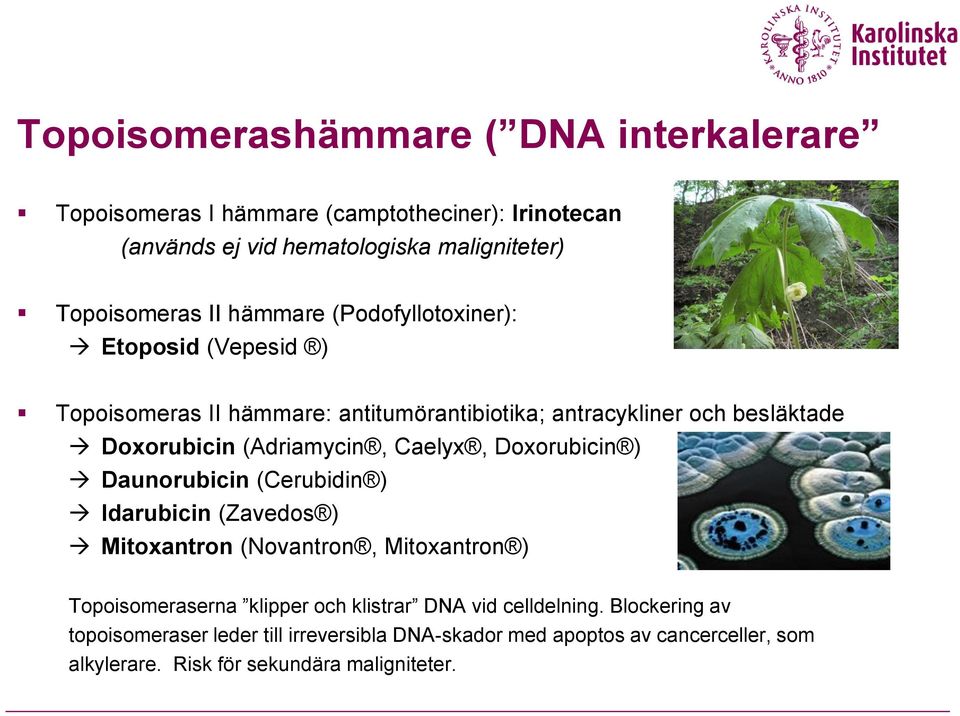 Caelyx, Doxorubicin ) Daunorubicin (Cerubidin ) Idarubicin (Zavedos ) Mitoxantron (Novantron, Mitoxantron ) Topoisomeraserna klipper och klistrar DNA