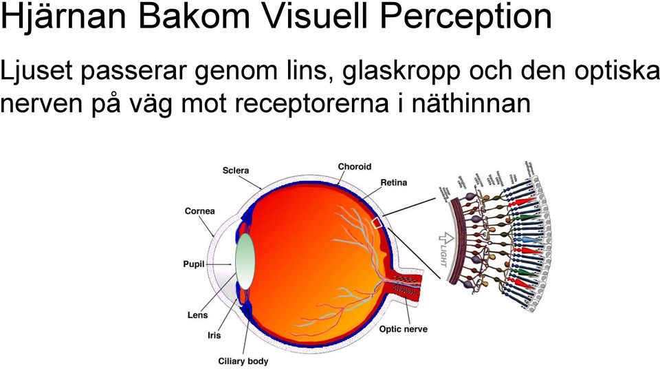 glaskropp och den optiska nerven