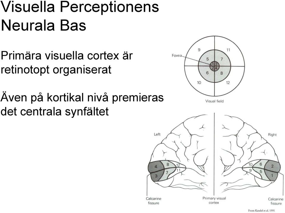 retinotopt organiserat Även på