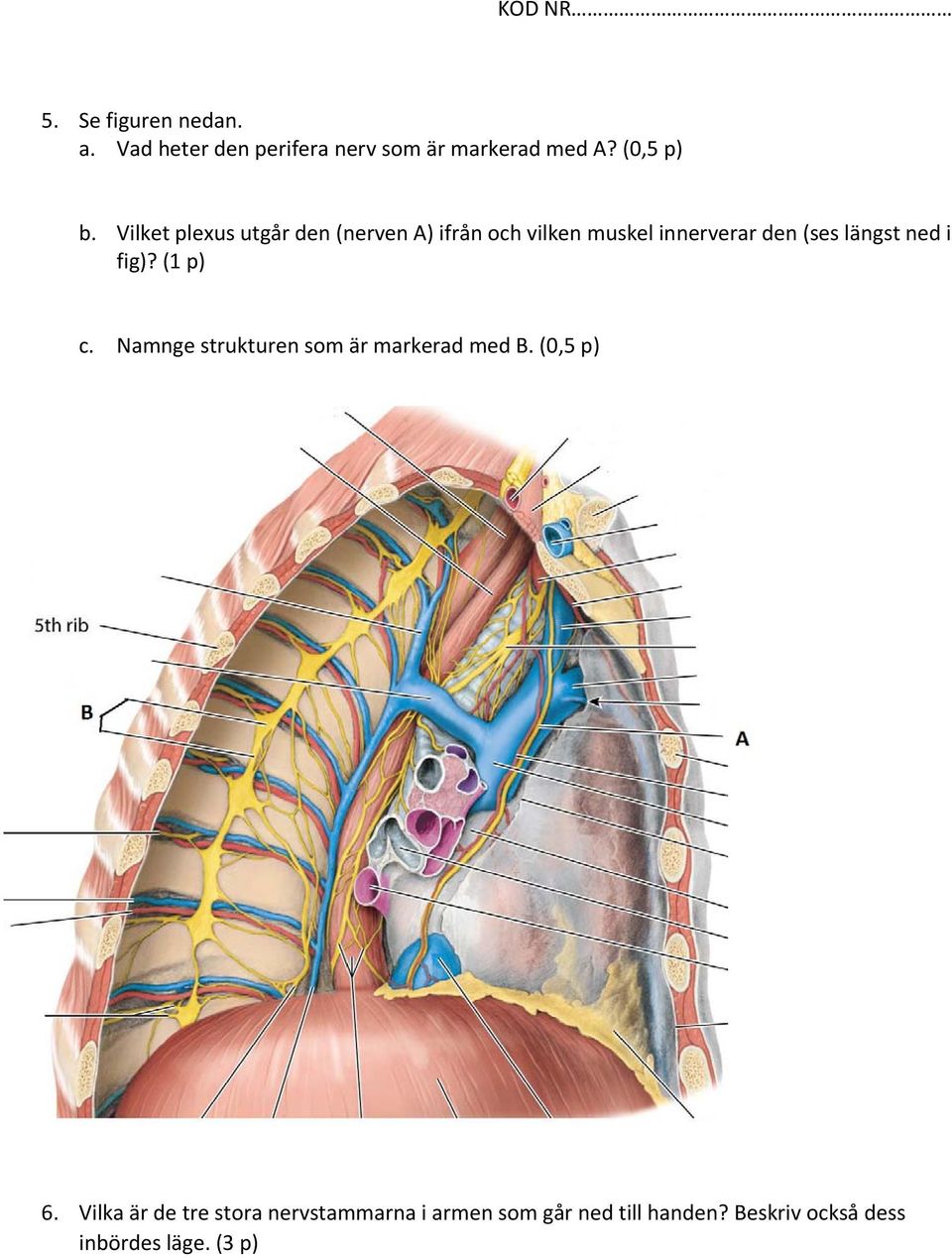 ned i fig)? (1 p) c. Namnge strukturen som är markerad med B. (0,5 p) 6.