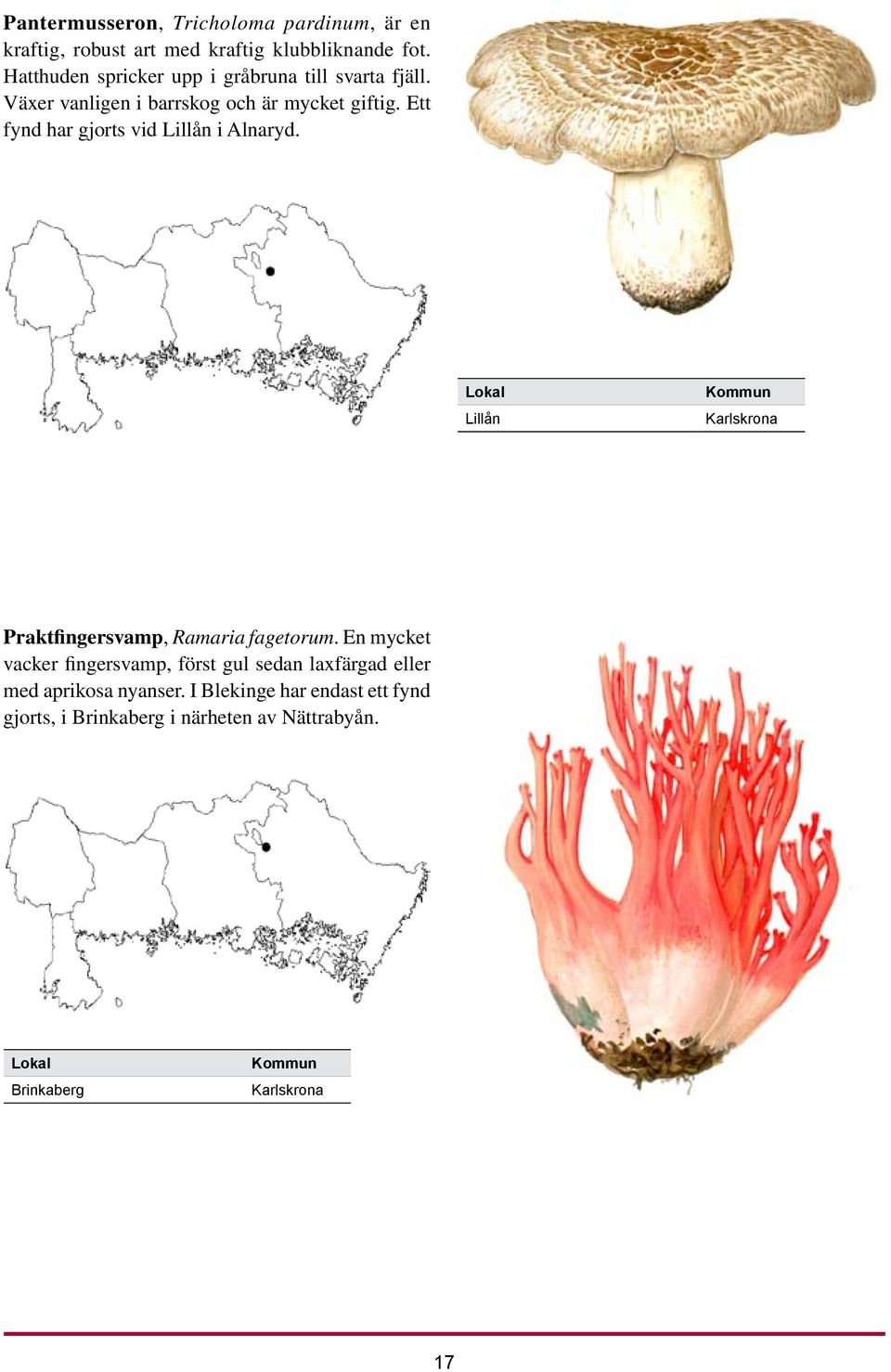 Ett fynd har gjorts vid Lillån i Alnaryd. Lokal Lillån Kommun Karlskrona Praktfingersvamp, Ramaria fagetorum.