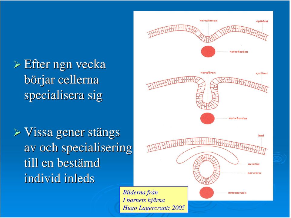 specialisering till en bestämd individ